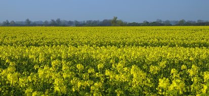 Rapeseed, Field, Yellow, Spring