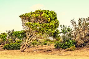 Cyprus, Paphos, Landscape, Trees, Summer