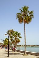 Promenade, Harbor, Palm Trees, Tourism