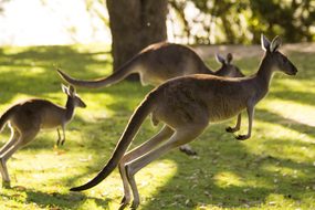 Kangaroo Australia Perth Animal Nature Wil