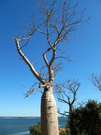 Baobab, Tree, Perth, Australia, Botanic