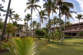 Punta Cana, Caribbean, Palms, Hotel