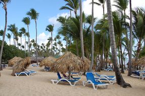 Punta Cana, Caribbean, Palms, Hotel