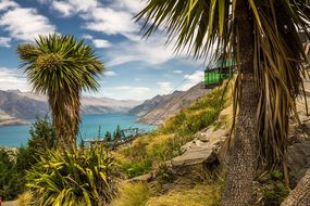 Queenstown New Zealand Cabbage Tree Coast