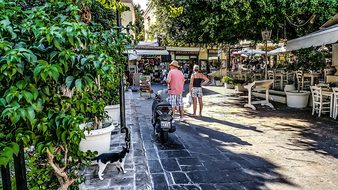 Rhodes, Greece, Greek, Stray, Cat