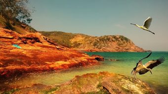 Mar Island Ocean Birds Heron Rocks Litoral