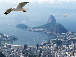 Rio De Janeiro Mar Ocean Birds Sugar Loaf