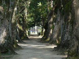 Brazil Rio De Janeiro Botanical Garden Tre