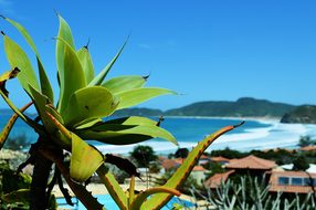 Beach Búzios Brazil Mar Costa Sol Holidays