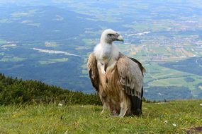 Vulture Salzburg Austria Unterberg Alpine