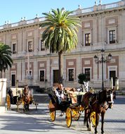 Horses Sevilla Tourism Spain Sevilla Sevil