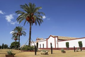 Sevilla, Polo, Stables, Spain, Palm Tree