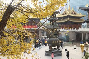 Leaves, China, Leaf, Asia, Plant