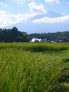 Rice, Rice Cultivation, Ear Of Rice