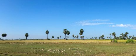 Rice Fields, Cambodia, Asia, Siem Reap