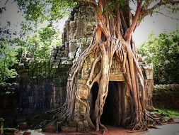 Cambodia Angkor Asia Siem Reap Temple Jung