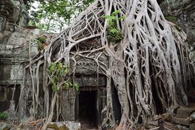 Indiana Jones Lara Croft Temples Cambodia