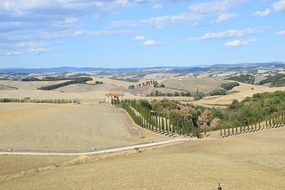 Siena, Cypress Trees, Viale, Tuscany