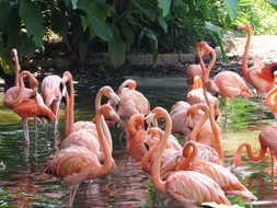 Flamingo, Water Birds, Exotic Birds