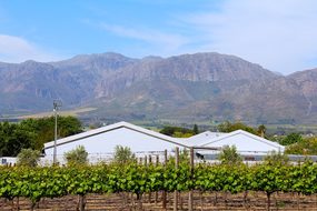 Breathtaking, Green, Greenery, Wine Tour