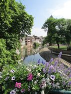 Flower, Garden, Plant, Nature, Summer