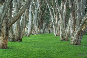 Trees Park Centennial Park Foliage Natural