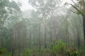 Mist Gum Trees Sydney Australia Jungle Rai