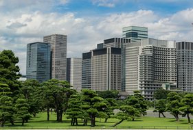 Tokyo, Kokyo Gaien, Skyline, Black Pine