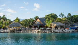 Caribbean Curacao Tropical Exotic Palm Tre